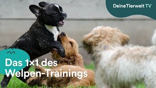 So Klappts Das 1X1 Des Welpen-Trainings