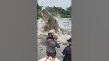 Giant Catfish Caught by Angler! 🦭🐟🐲🐙 #giantcreature #derpseafishing