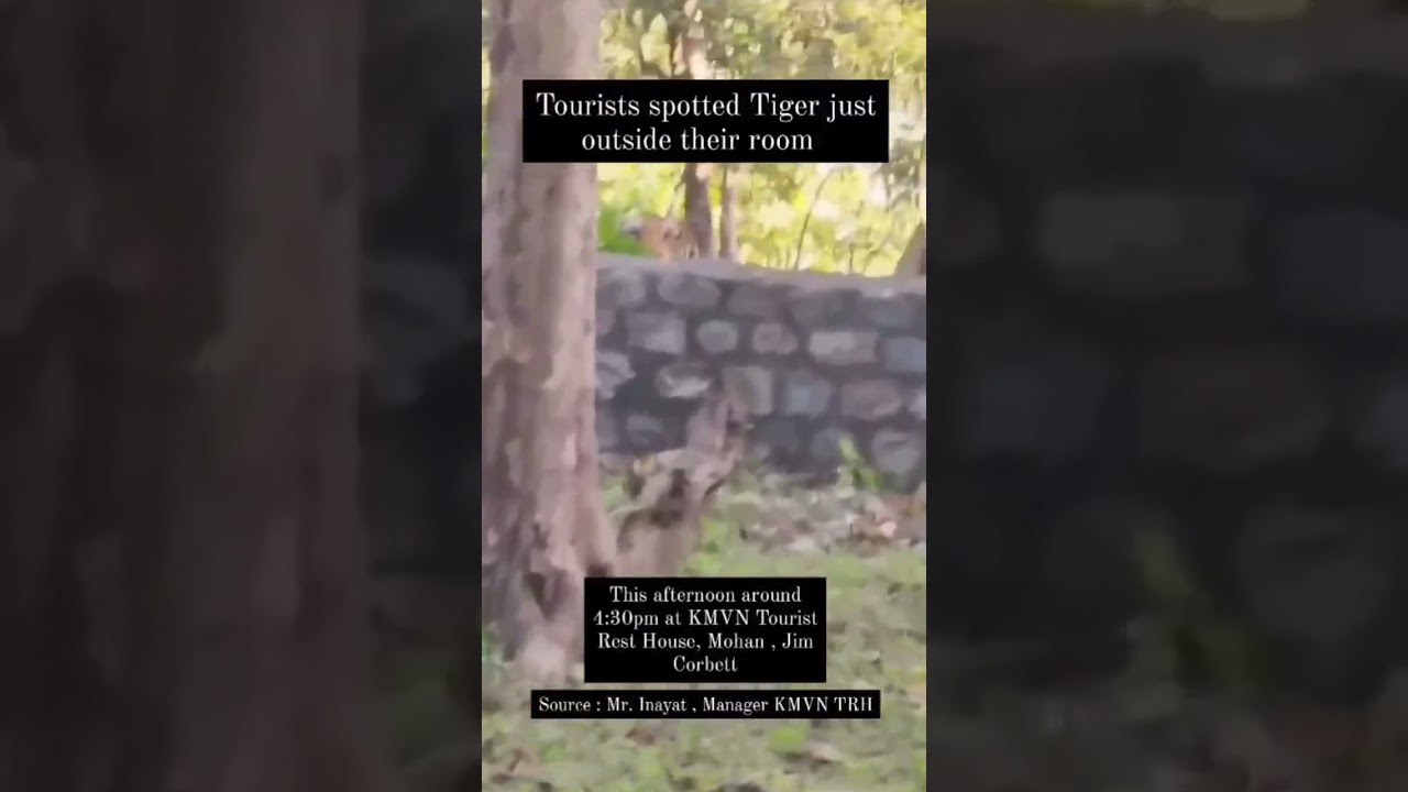 Tiger spotted in the Resort in Jim Corbett 