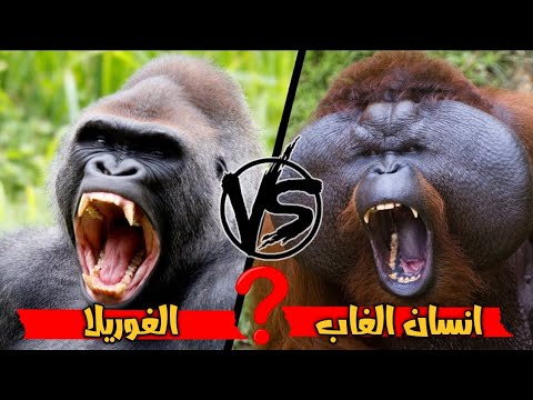 الغوريلا ضد إنسان الغاب من هو ملك القرود الحقيقي