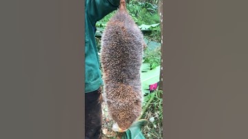 Đào con dúi vào sâu 20met cuối cùng cũng bắt được nó