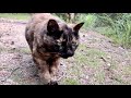 大声で呼び止めて来たずんぐり森のサビ猫ちゃん、さぁおいで。