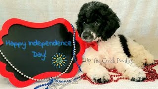 Miniature Poodle Litter by Up The Creek Poodles 189 views 10 months ago 1 minute, 12 seconds