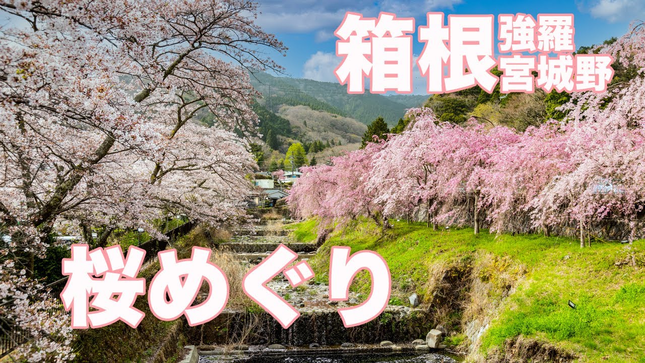 【HAKONE】箱根強羅-宮城野の桜スポット巡り【SAKURA】