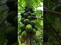 Papaya Paradise ✨💕💞