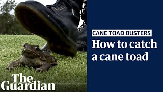 How to catch a cane toad: advice from Australia's Great Cane Toad Bust 2023