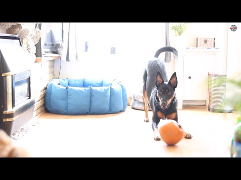 kelpie-dog-playing-with-a-pumpkin.-happy-halloween!