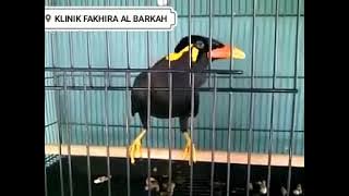 BURUNG BEO ngajak ngopi coy 😎