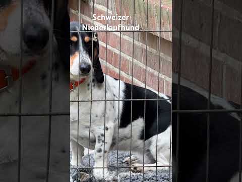 Schweizer Niederlaufhund