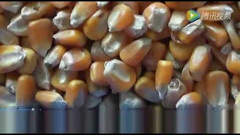 corn color sorter / maize sorting machine - (www.ColorSorterGroup.com)