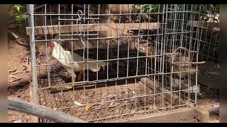 Pair of Hamlin asil ( EL Nopal Bloodline)