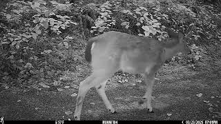 Bear Creek Explorers Wildlife Study Spring 2025