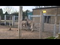 Horny Zebra mating at the Zoo.