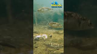 Stickleback / Storspigg Underwater video  #underwatervideo  #undervattensfilm #shorts