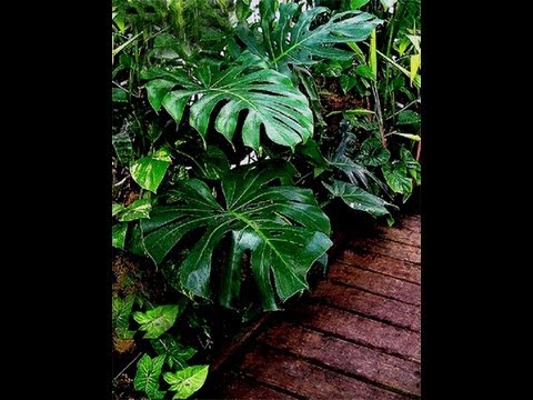 Propagate/Clone Monstera deliciosa Liebm. plant - YouTube