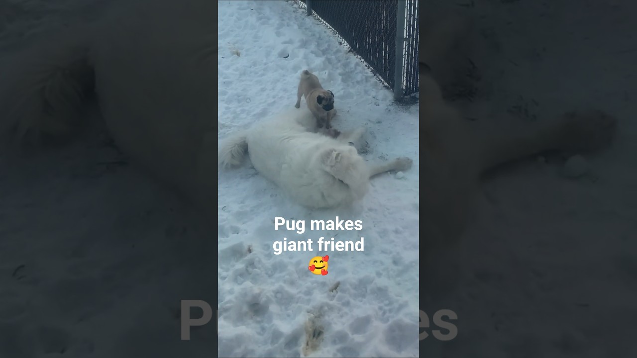 Pug Plays With Great Pyrenees 💞  #pug #dogshorts #greatpyrenees