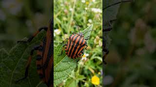Striped Harlequin Bug - Macro Earth 🦑 - #macroearth #animal #earth #shorts #viralshort