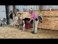 Mighty Mini horse Major Magic! Confident, Calm, Willing, Focused with Hoof Cleaning