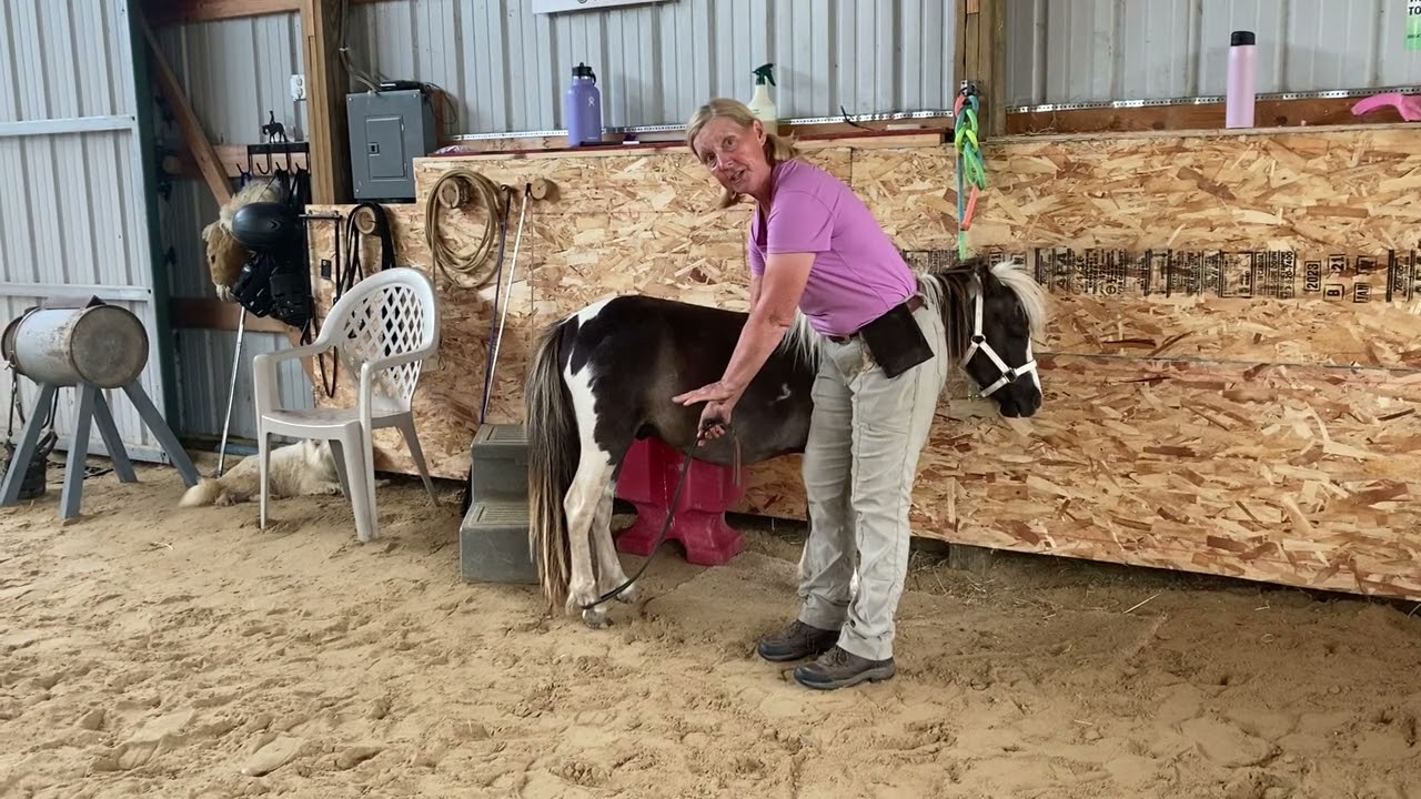 Mighty Mini horse Major Magic! Confident, Calm, Willing, Focused with Hoof Cleaning