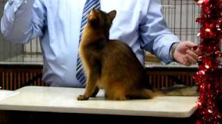 Cat Show by Silver Cross Fox 140 views 14 years ago 34 seconds