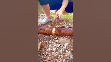 sharp tool for cutting tree trunks #shorts