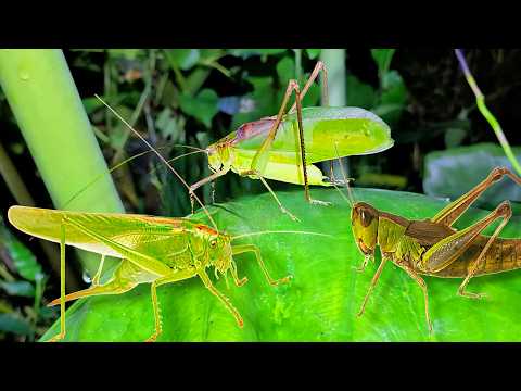 Video Bắt Châu Chấu Tre Rừng Khổng Lồ Chiên Giòn - youtube