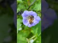 What Happens When Bees Visit Every Flower