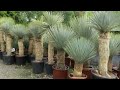 Юкка Рострата/Yucca Rostrate/Садовое и комнатное растение!
