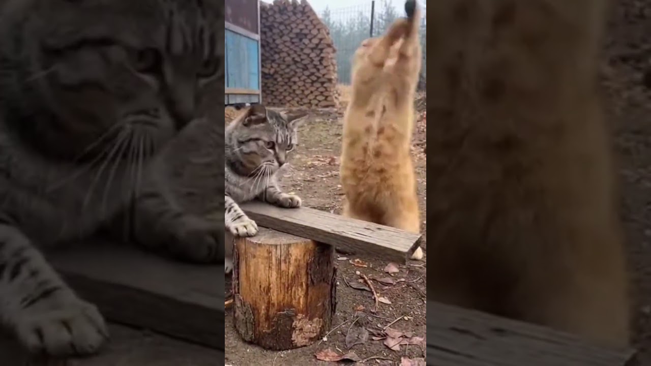 Kitty working hard?😂 