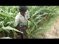 Farm fresh corn cooking in a open flame in my village / VILLAGE FOOD FACTORY by Village Food Factory