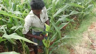 Farm fresh corn cooking in a open flame in my village / VILLAGE FOOD FACTORY