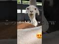 面白すぎるから最後まで見てみて😂　#おもしろ動画 #アルパカ #おすすめにのりたい #笑える #funny #fyp #edit