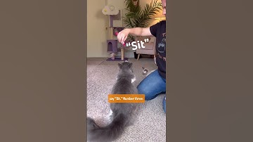 #howto train your cat to sit 😻