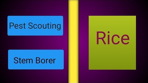 How to do Pest Scouting in Rice/Urdu/Hindi/MS Agriculture