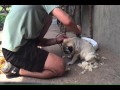 How to Shave a Pug:  Official Step by Step Grooming Tutorial