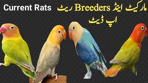 All love birds market rats update Karachi Pakistan #video #mutation#pets #good aviary,
