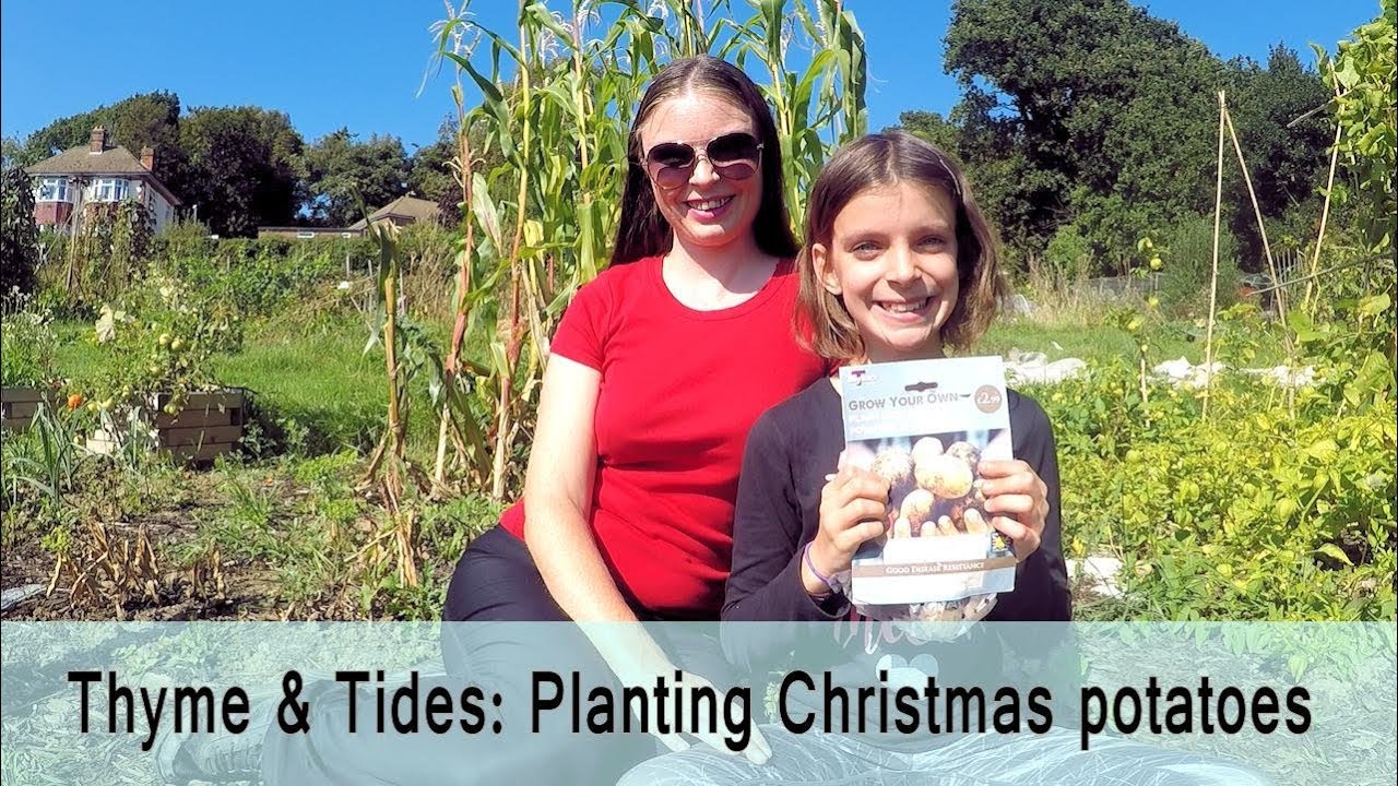 Thyme & Tides allotment plot: Planting new potatoes for a Christmas harvest