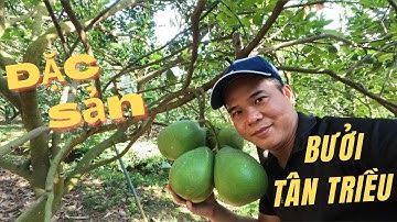 Làng Bưởi Tân Triều - Đặc Sản Nổi Tiếng Đồng Nai