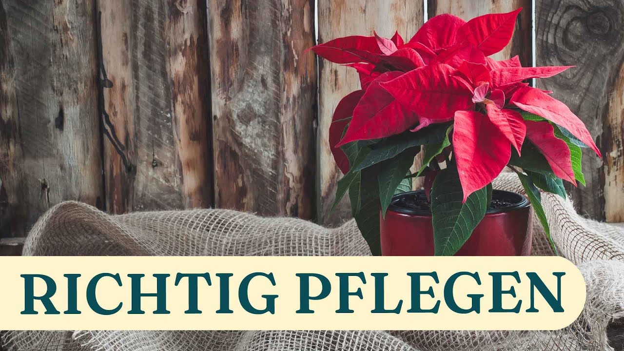 Weihnachtsstern pflegen: So bleibt eure Pflanze lange schn