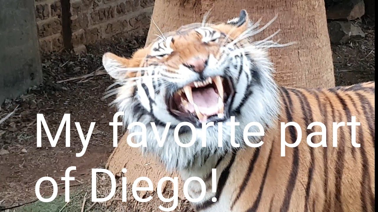 Diego trying to look adorable !