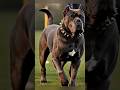 Cane Corso Dog Training Ground Ka Inspection 🐶💪 | Powerful Guard Dog in Action