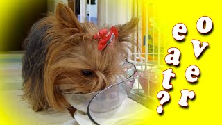 【Small and cute Yorkshire terrier dog】Christmas　over eat