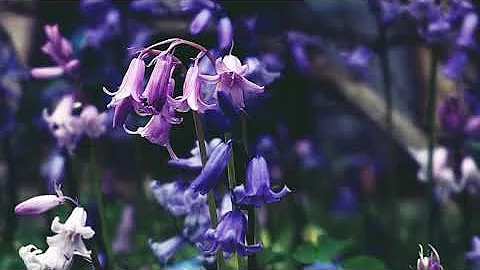 On a Spring Day