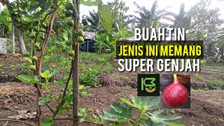 Sidak Kebun Buah Tin yang Sedang Berbuah Lebat ✅ kebunmerdeka007