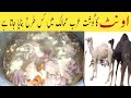       اونٹ کا گوشت پکانے کا طریقہ      