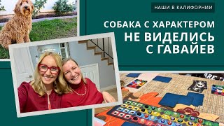 видео: Не виделись с самых Гавайев / У собак тоже есть характер / Влог США картинка: Не виделись с самых Гавайев / У собак тоже есть характер / Влог США