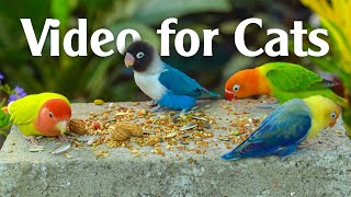 Wild Birds Chirping  Birds Are Amazing To Watch At Home With Your Cat On TV  Video For Cats