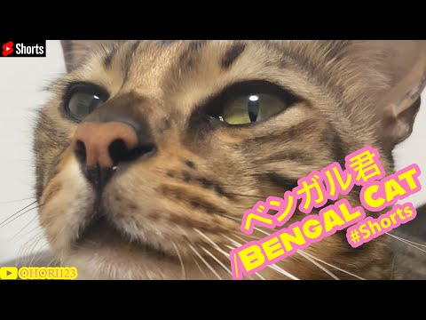 飼い猫のベンガル君/Bengal Catの,ある日!! #shorts @創弾き語り OHORI123 