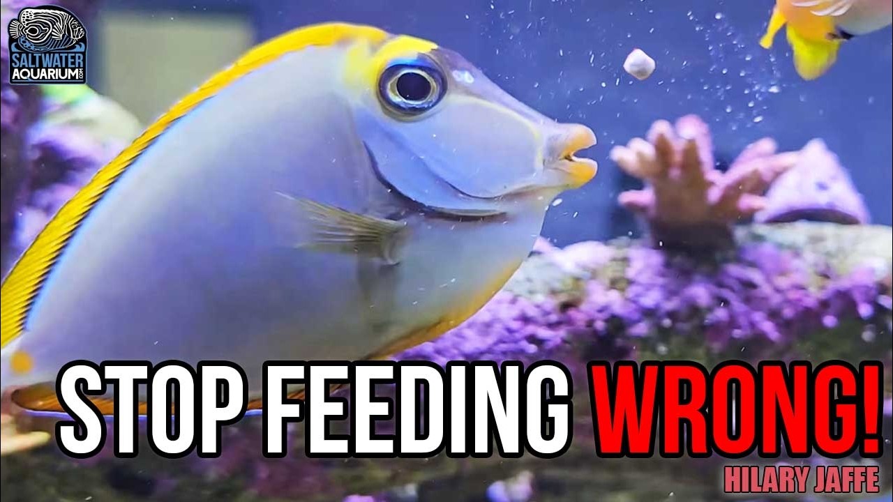 Как кормить рифовый аквариум: советы экспертов для поверхностных и донных аквариумных рыб | Хилар...