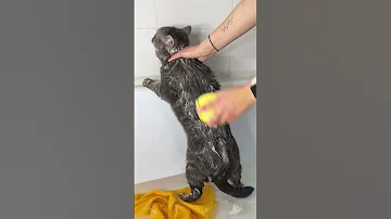 Вот и искупались! А твой котик любит купаться?